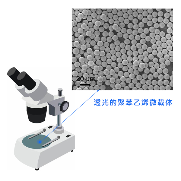 显微镜下的聚苯乙烯微载体